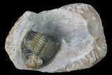 Uncommon Odontochile Trilobite - Lghaft, Morocco #146906-1
